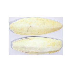 Sepiaschalen 15-20 cm